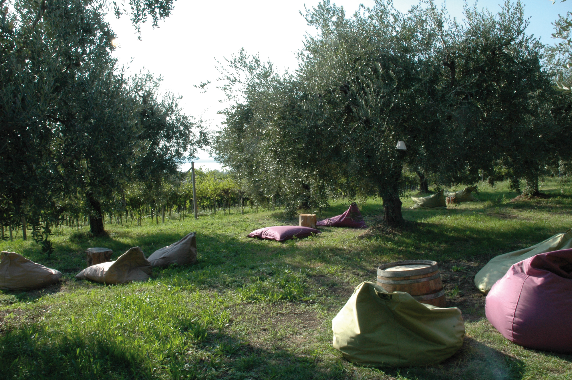Angolo relax in mezzo agli ulivi